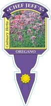 Origanum heracleoticum - Oregano Herb Plant