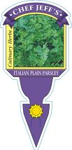 Parsley 'Italian' - Petroselinum crispum neopolitanum