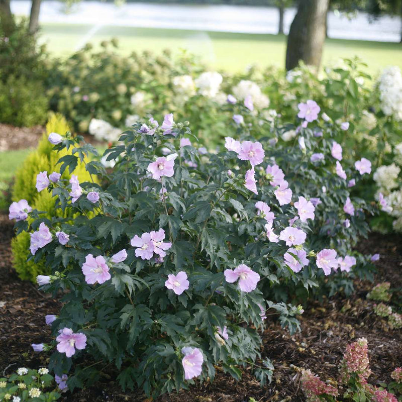 Hibiscus - 'Pollypetite®' Rose of Sharon