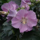 Hibiscus - 'Pollypetite®' Rose of Sharon