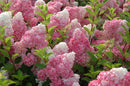 Hydrangea - 'Vanilla Strawberry' Panicle Hydrangea
