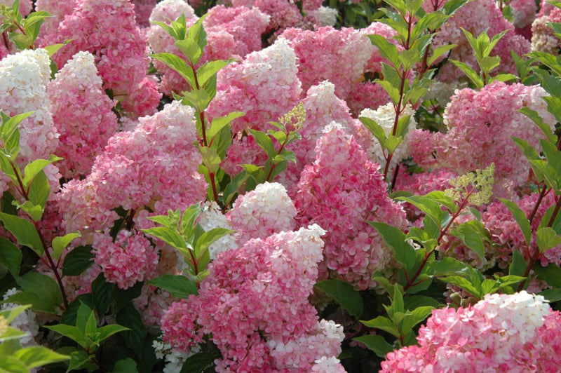 Hydrangea - 'Vanilla Strawberry' Panicle Hydrangea