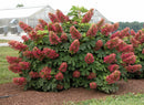 Hydrangea - 'Ruby Slippers' Oakleaf Hydrangea