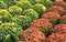 Hardy Fall Mum