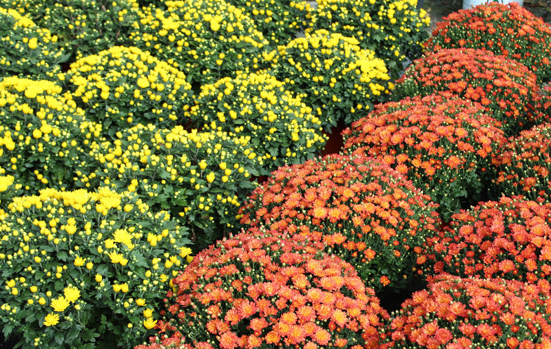 Hardy Fall Mum