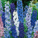 Delphinim - ‘Magic Fountains Mix' Hybrid Bee Delphinium