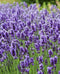 Lavandula - ‘French Perfume' English Lavender
