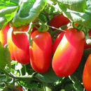 Tomato - Chef Jeff 'Roma Plum'