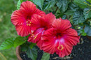 Hibiscus - Tropical Assorted Colors