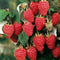 Rubus - 'Heritage' Red Raspberry