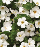 Bacopa - Colossal 'White'
