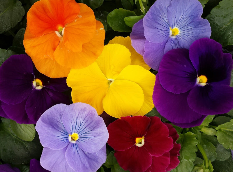 Pansy - Assorted Colors