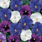 Pansy - Assorted Colors