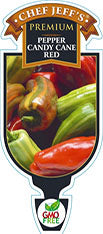 Pepper - Chef Jeff 'Candy Cane'