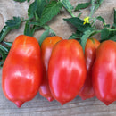Tomato - Chef Jeff 'San Marzano' Heirloom