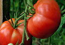 Tomato - Chef Jeff 'Big Boy'