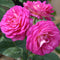 Rose - ‘Outta the Blue' Shrub Rose