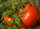 Tomato - Chef Jeff 'Beefsteak'