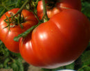 Tomato - Chef Jeff 'Mortgage Lifter' Heirloom