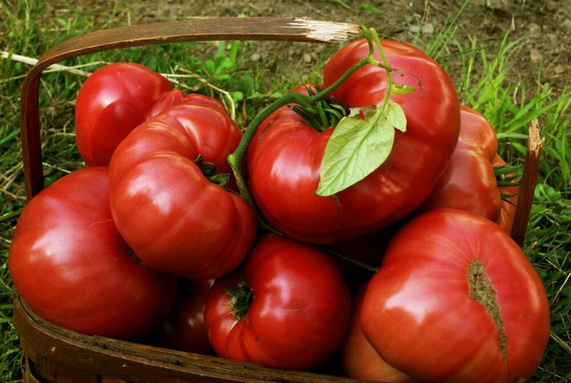 Tomato - Chef Jeff 'Brandywine' Heirloom