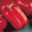 Pepper - Chef Jeff 'Red Beauty' Bell Pepper