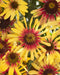Echinacea - 'Sunseekers Tequila Sunrise' Coneflower