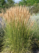 Calamagrostis - 'Avalanche' Feather Reed Grass
