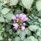 Lamium - 'Pink Pewter' Spotted Dead Nettle