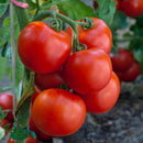Tomato - Chef Jeff 'Early Girl'