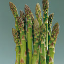 Asparagus - 'Jersey Knight'