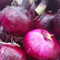 'Red Candy Apple' Red Sweet Onion Starts