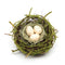 Moss Covered Twig Birds Nest