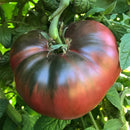 Tomato - Chef Jeff 'Cherokee Purple' Heirloom