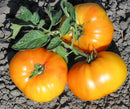 Tomato - Chef Jeff 'Old German' Heirloom