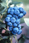 Vaccinium - 'Duke' Highbush Blueberry