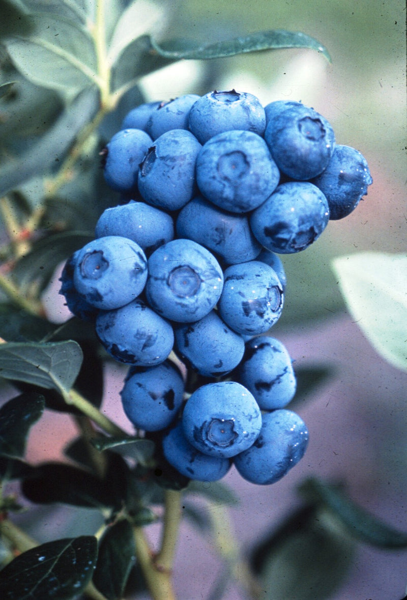 Vaccinium - 'Duke' Highbush Blueberry