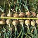 'Walla Walla' Yellow Sweet Onion Starts