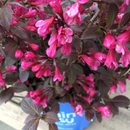 Weigela - 'Stunner®'