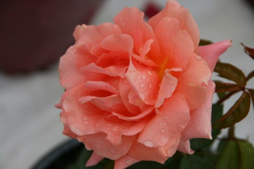 Rose - Easy Elegance ‘Sweet Fragrance' Shrub Rose