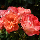 Rose - Easy Elegance ‘Coral Cove' Shrub Rose