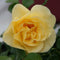 Rose – Easy Elegance®‘High Voltage’ Shrub Rose
