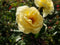 Rose – Easy Elegance®‘High Voltage’ Shrub Rose