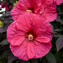 Hibiscus Perennial - 'Evening Rose' Summerific® Rose Mallow