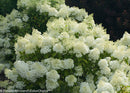 Hydrangea paniculata  - 'Bobo®' Panicle Hydrangea
