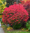 Euonymus Alatus - 'Compactus' Burning Bush