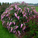 Buddleia - 'Cascade Pink' Butterfly Bush