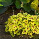 Heucherella - ‘Catching Fire' Foamy Bells