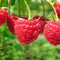 Rubus - 'Caroline' Red Raspberry