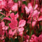 Gaura - 'Belleza Dark Pink' Wand Flower