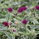 Knautia Mac. - 'Thunder & Lightning'